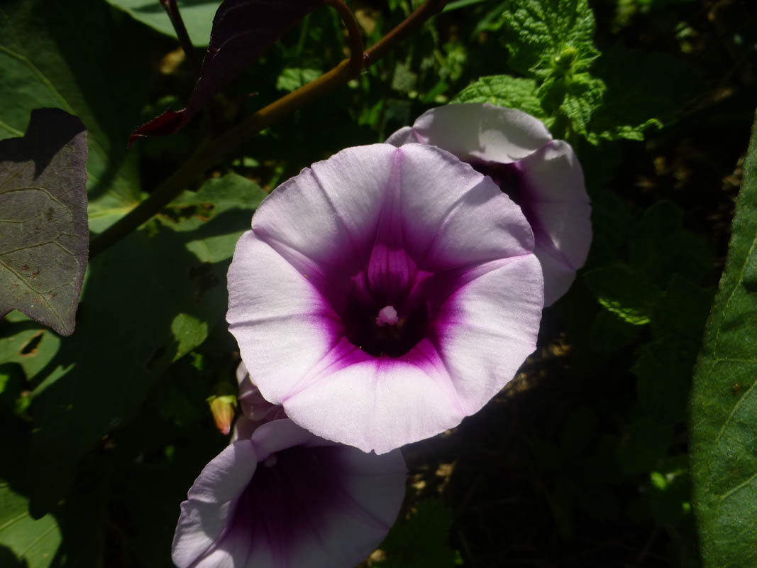 Ipomoea batatas photo